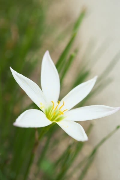 ゼフィランサス 白花はタマスダレが正式 そして9月30日の誕生花 Aiグッチ のつぶやき