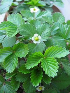 4月日 ワイルドストロベリー 本日開花なり