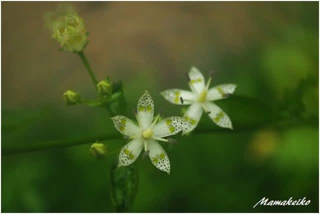 雨の植物園 繊細な花 花未来の夢