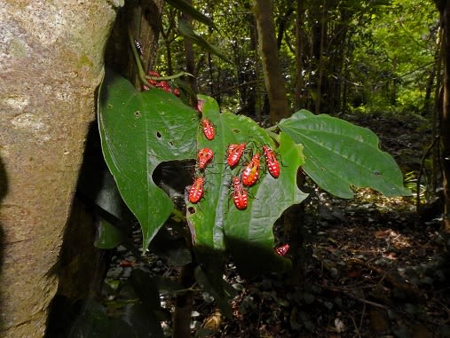 赤い虫の集団 アカホシカメムシの幼虫 Miracle Nature 世界自然遺産の島 奄美大島