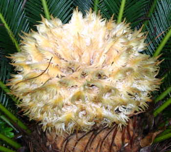 080610cycad2