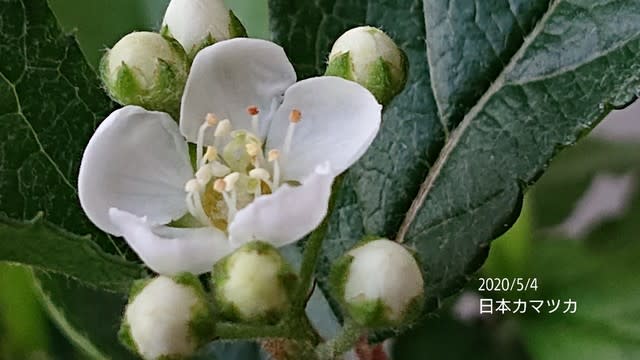 実が綺麗なお花 カマツカ ツリバナ アメリカツリバナ ニシキギ ロウヤガキ 私のお庭