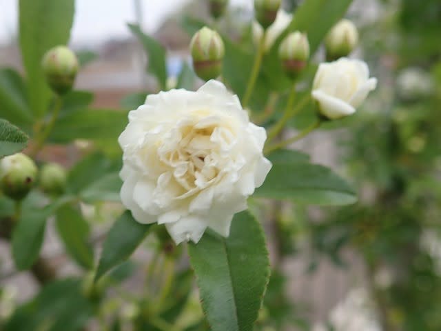 白いバラの花言葉 トピアリー ブログ