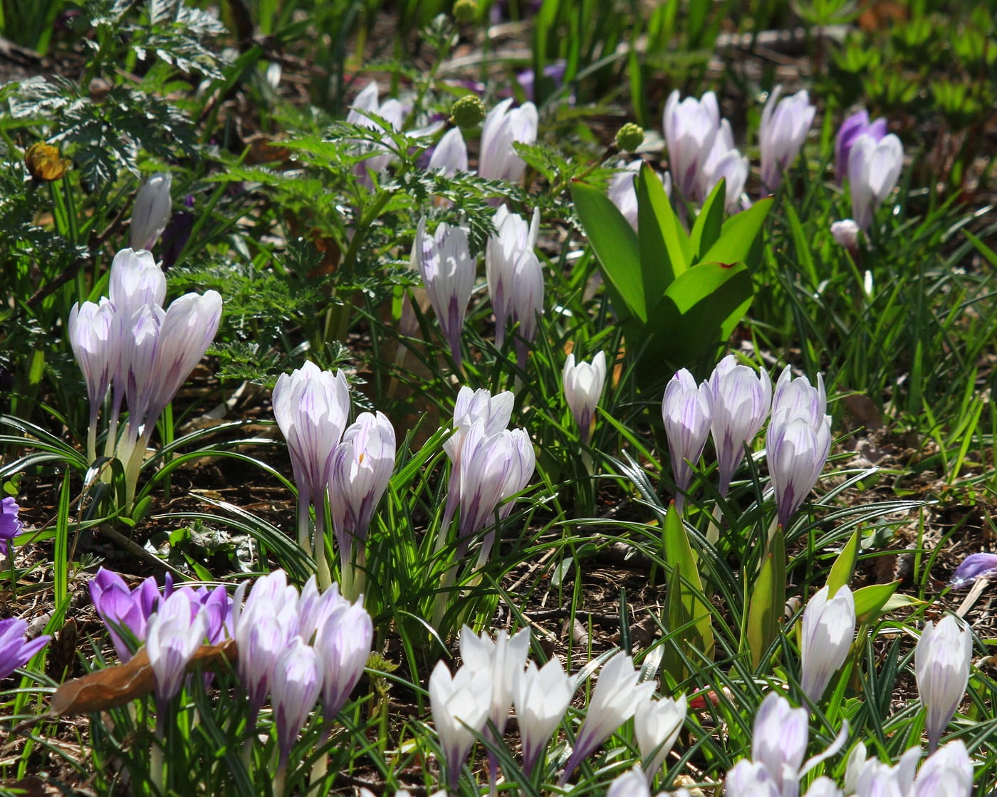 春一番の花 クロッカス1 3 北海道 日々是好写真 毎日の写真生活日記と紀行メモリー