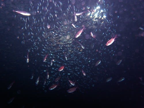 ミナミハコフグ成魚と幼魚 沖縄のダイビングショップ リフィー