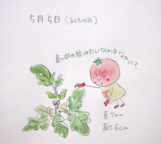 ミニトマトの栽培日記 ３ Yoshikoのお部屋