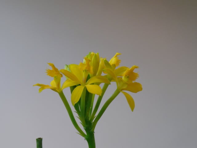 岩手蘭友会の洋ラン エビデンドロ ビューム 交配 年3月6日 金 Peaの植物図鑑 岩手蘭友会の洋ラン エビデンドロ ビューム 交配 年3月6日 金 Peaの植物図鑑
