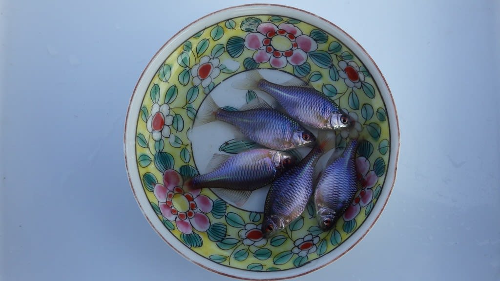 冬の北浦 恒例の月一タナゴチェックに行って来ました 2月の北浦でタナゴ釣り Big Or Small