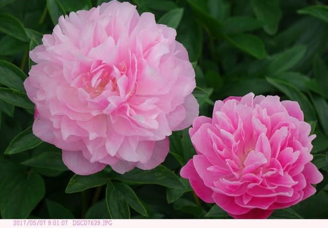 シャクヤク 芍薬 ピンク色の花 散歩写真