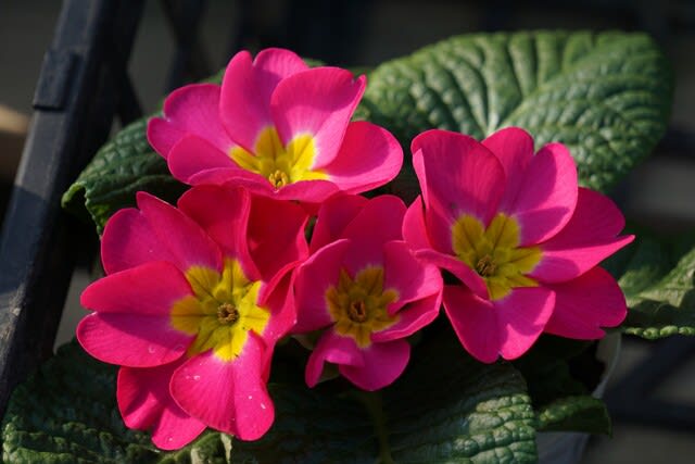 冬 春の花 プリムラ 田舎へ行ってご 見てご