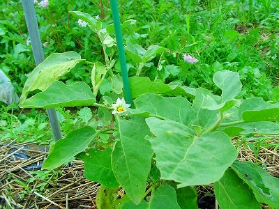 今年の野菜つくりはどうもうまくありません 連作障害かな 対策は ダッペの悠友ライフ