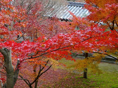 東福寺　庭園の紅葉