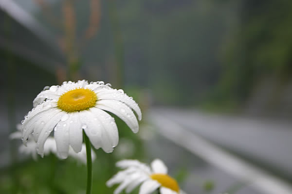 雨の日、ガードレール下で唄う白い花