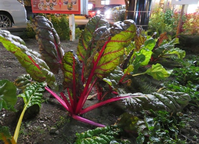 美味しそうな茎だったので調べたらやっぱり野菜だった植物 お花で一休み 番外編 コツコツ歩き隊