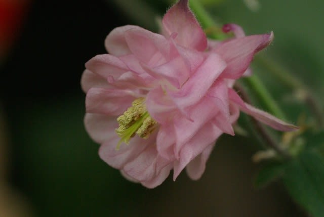 セイヨウオダマキ ヨーロッパで聖霊のシンボルとして描かれる花は4月27日の誕生花 Aiグッチ のつぶやき