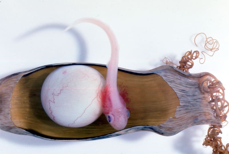 魚の卵 ｆ トラザメ ナヌカザメ 長い蔓 つる で絡 から まる Kmitoh 春夏秋冬