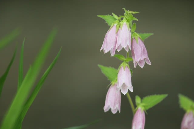 ホタルブクロ 梅雨時にうつむいて咲くキキョウの仲間は6月5日の誕生花 Aiグッチ のつぶやき