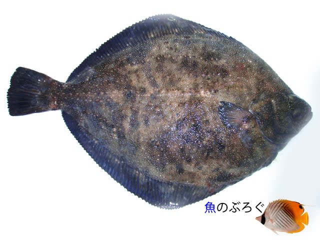 サメガレイの刺身 魚のぶろぐ