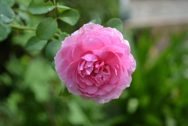 9月一番に咲いたバラ 花に癒されて