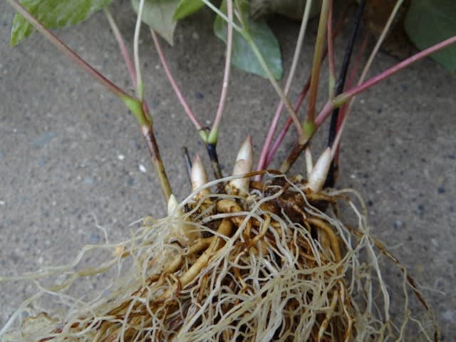 ヤマシャクヤク 山芍薬 斑入り 植え替え 上作です 白く綺麗な根がたっぷり 路地裏のギボウシ