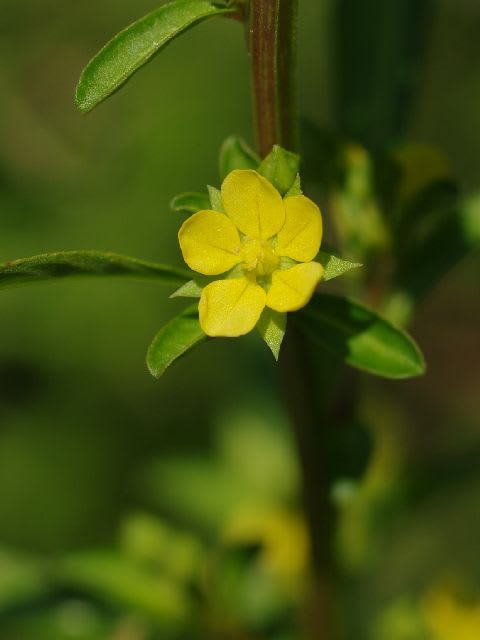 ウスゲチョウジタデ