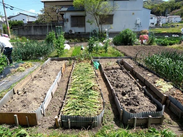 畑の土作り 趣味の日記