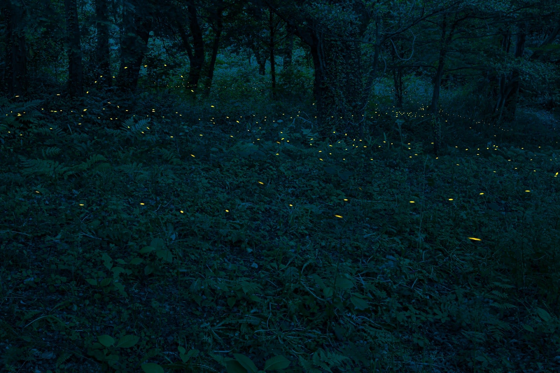 ヒメボタルの写真
