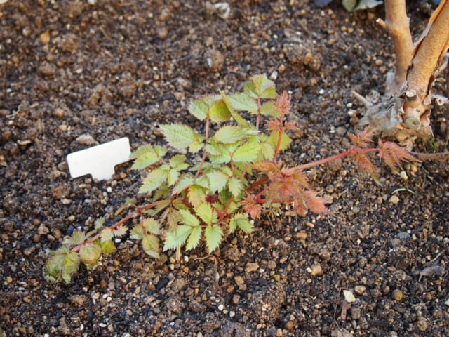 オブツーサ咲き始め うっtと植物たち オブツーサ咲き始め うっtと植物たち