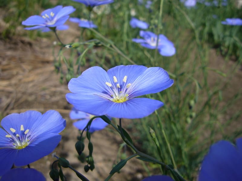 青い花 宿根アマ と 紫色の花よっつ いつもiらしく