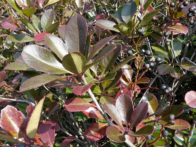 紅葉した常緑樹たち～サツキ、シャリンバイ、カジイチゴ、ヒイラギナンテン - せっかち散歩