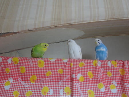 恥ずかしい壁紙 わたしの可愛い小鳥ちゃん 15羽のセキセイインコとの日記