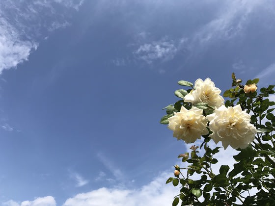 イメージ 4