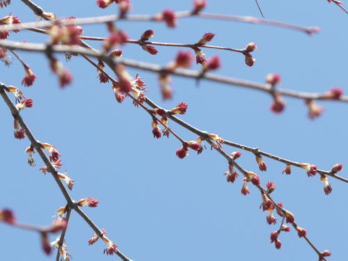 桂の雄花