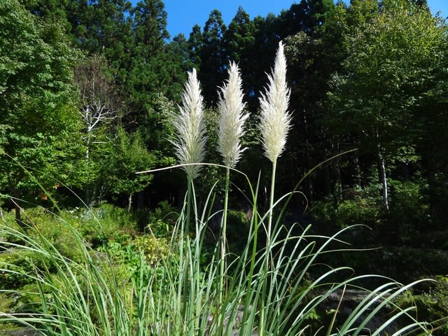 パンパスグラスが花を咲かせる 立山のおじさん