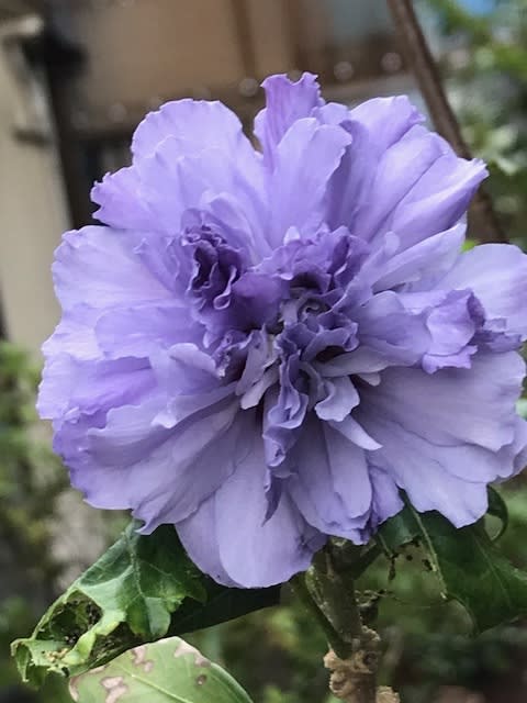 八重咲きムクゲ 紫玉 Mari Photo Garden