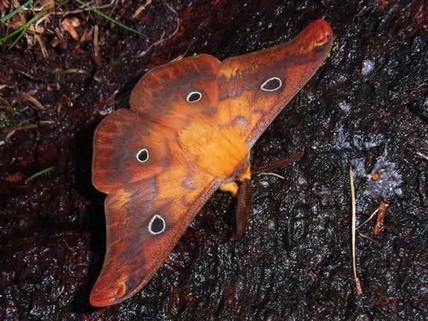 カレハガ ヤママユガ科 のブログ記事一覧 北の森での散策日記 カレハガ ヤママユガ科 のブログ記事一覧 北の森での散策日記