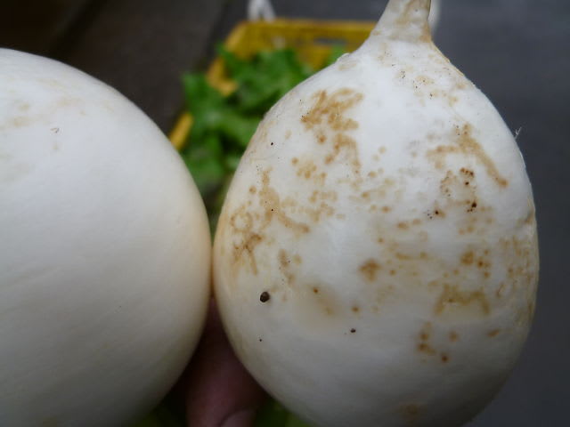 カブの害虫 キスジノミハムシ Kishi1生産履歴 カブの害虫 キスジノミハムシ Kishi1生産履歴