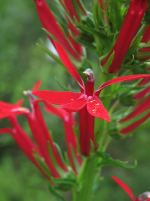 赤い羽根の鳥が羽ばたいているような ベニバナサワギキョウ 箱根シリーズ 042 野の花 庭の花