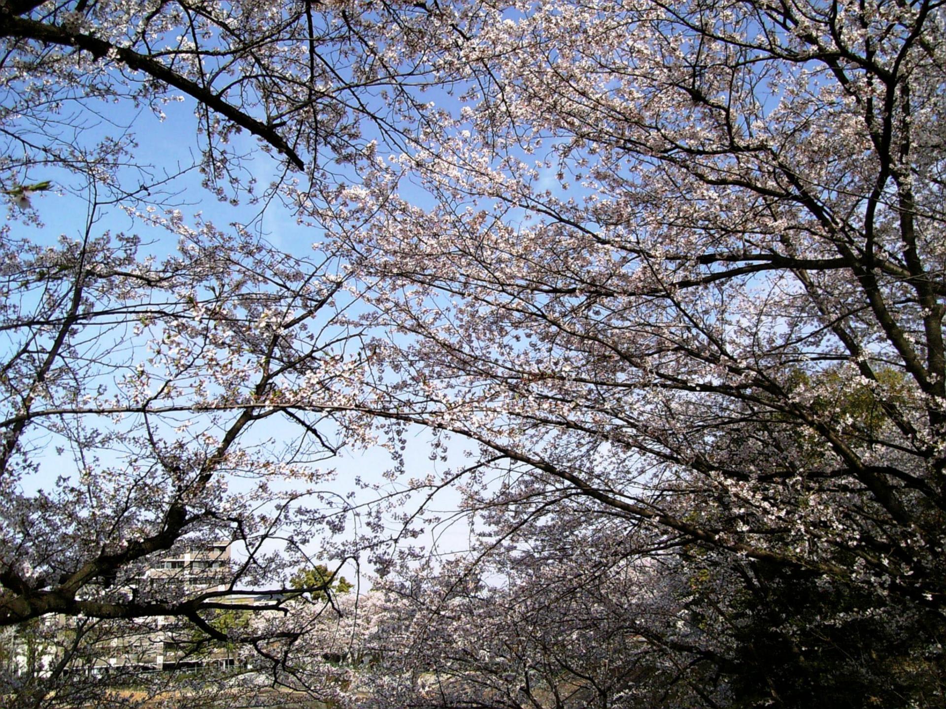 mankai2011