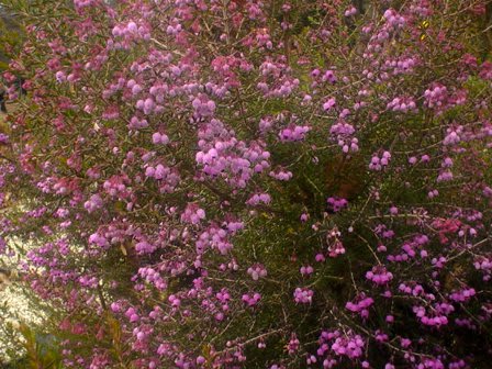 冬咲くピンクの花木 ｇｏｒｏ ｓ 花 ｄｉａｒｙ