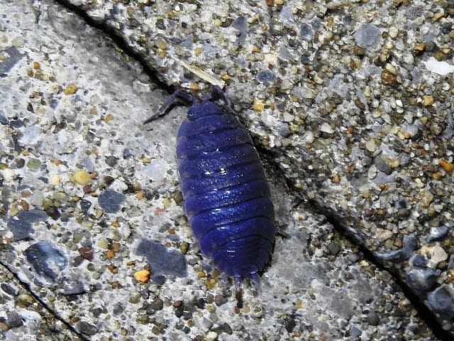 北海道編 青いワラジムシ 青いダンゴムシ こんちゅう探偵団