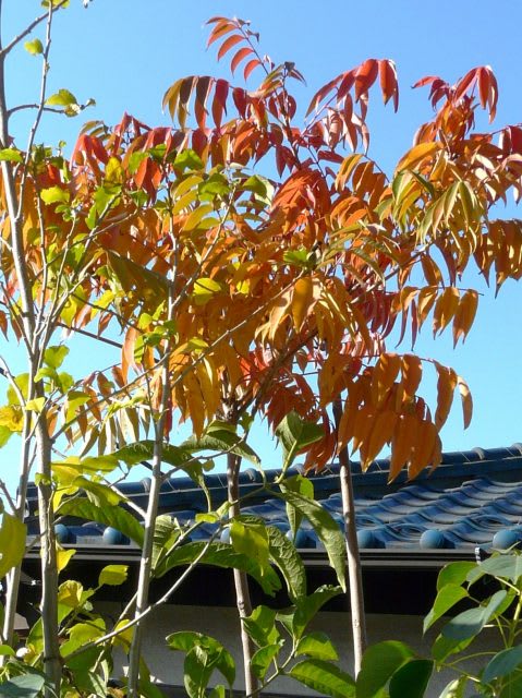 ハゼノキとヌルデの紅葉 せっかち散歩 ハゼノキとヌルデの紅葉 せっかち散歩
