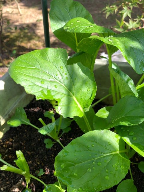 早採れ小松菜 大型プランター 37日目 収穫 菊千代のプランター菜園はじめました