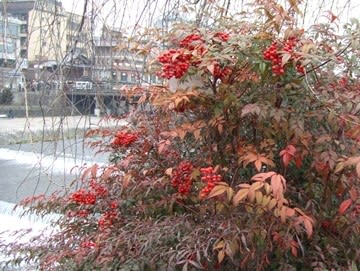 冬 赤い実の庭木が目に留まる季節の中で チムどんどん 明石通信 その後