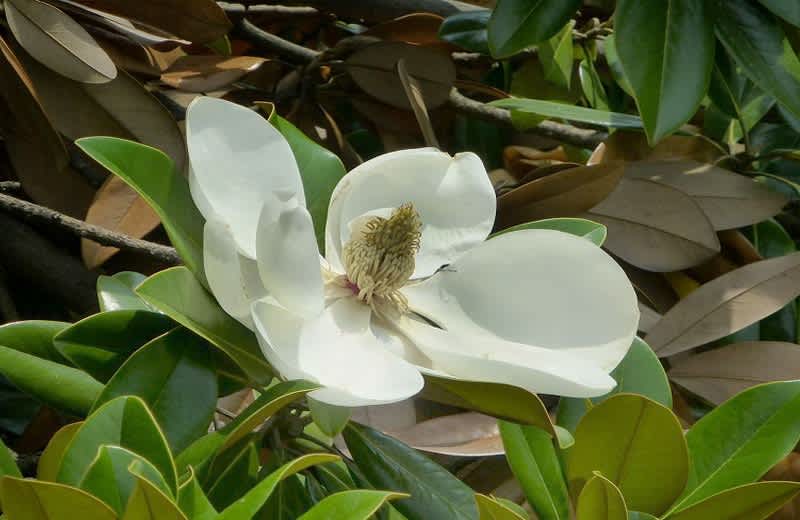 花彩々 白い花 花彩々 四季を彩る草花をコンデジやpc画で綴る 混彩々ブログです 画面下の 画像一覧 を覗き見て頂けば幸です 花彩々 白い花 花彩々 四季を彩る草花をコンデジやpc画で綴る 混彩々ブログです 画面下の 画像一覧 を覗き見て頂けば幸です