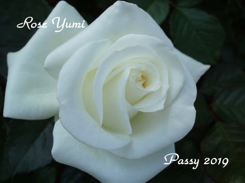 薔薇の園 ２０１９ Vol １９ ローズ ユミ 京成バラ園 Passy With ひな Coco
