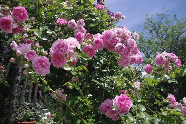 ピンクのバラのアーチが満開 小さな庭の花日記２