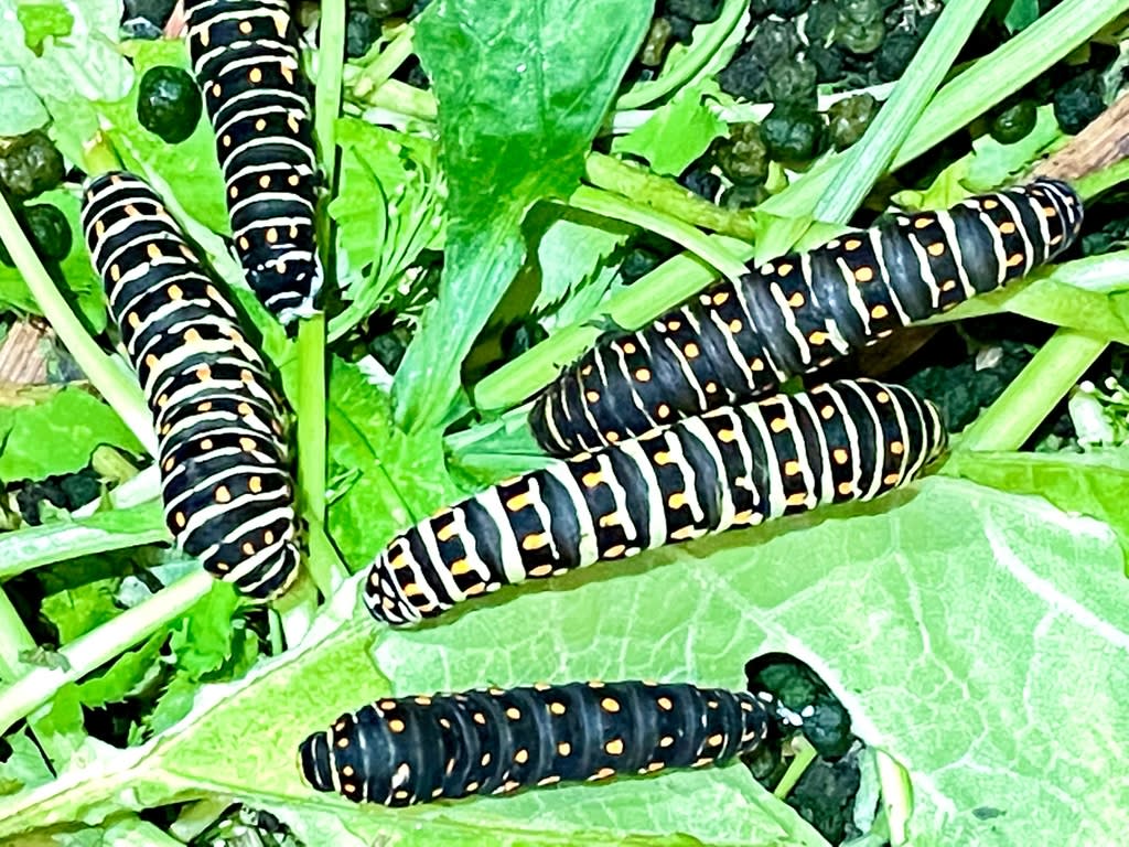 飼育中のキアゲハに異変 北の大地で生きているだけで丸儲け