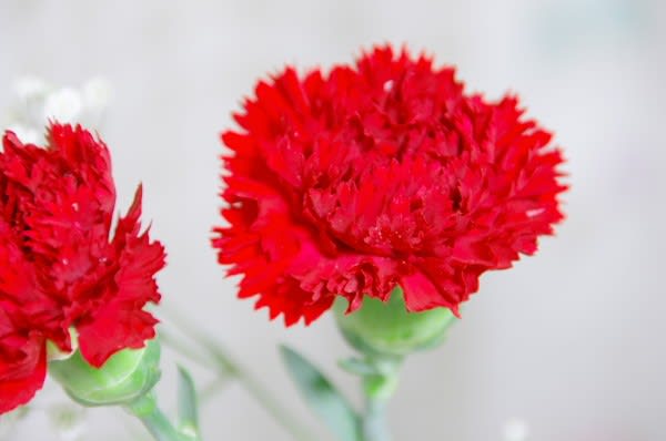 カーネーションの赤花 愛溢れる花は5月11日の誕生花 Aiグッチ のつぶやき