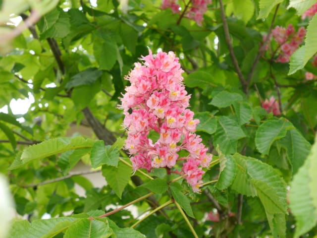 一関市山目のベニバナトチノキ 紅花栃の木 14年５月22日 木 Peaの植物図鑑